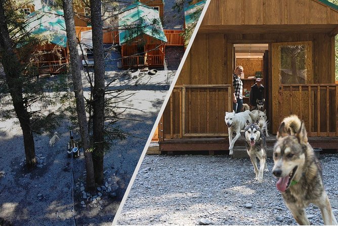 Wilderness Dog Sled Ride and Tour in Seward - What the tour does best