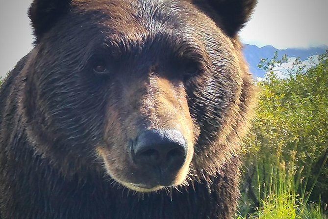 Wilderness, Wildlife, Glacier Experience from Anchorage - Why this Anchorage tour works so well