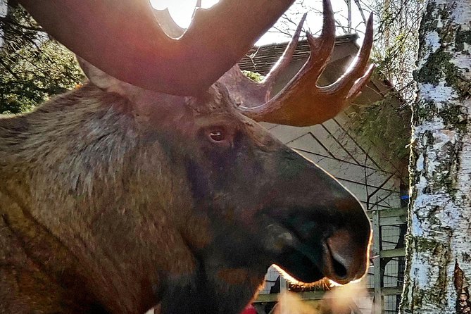 Wilderness, Wildlife, Glacier Experience from Anchorage - The optional Portage Glacier cruise