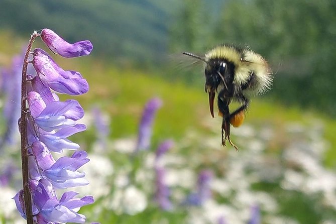 Wilderness, Wildlife, Glacier Experience from Anchorage - Byron Glacier and Explorer Glacier walks