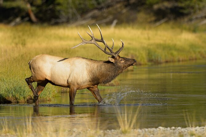 Wildlife on the Bow | Big Canoe Tour in Banff National Park - What the guides add to the ride