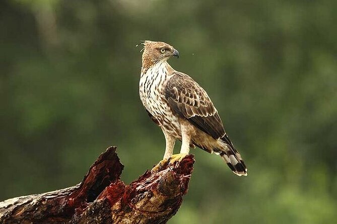 Wilpattu National Park Jeep Safari from Negombo / Waikkal (All Inclusive) - What the $152 price includes