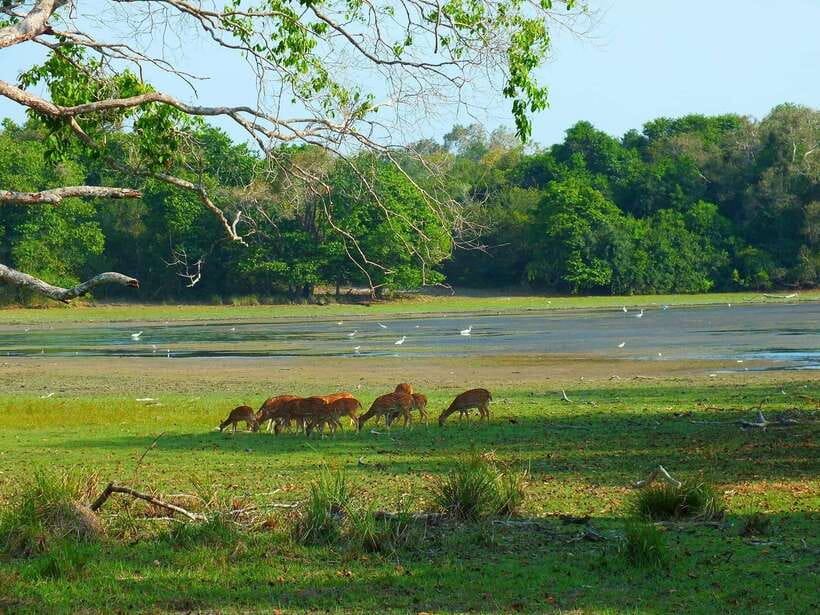 Wilpattu National Park: Morning or Afternoon Safari - Key points to know before booking
