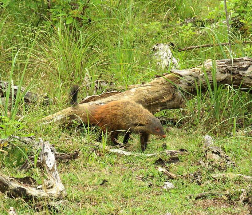 Wilpattu National Park: Morning or Afternoon Safari - Should you book Tiger Safaris for Wilpattu?