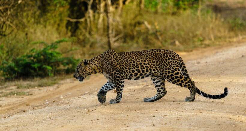 Wilpattu National Park: Morning or Afternoon Safari - Why Wilpattu is a different safari choice