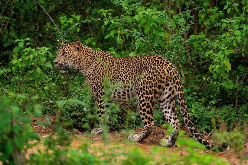 Wilpattu National Park: Morning or Afternoon Safari - The four-hour park drive