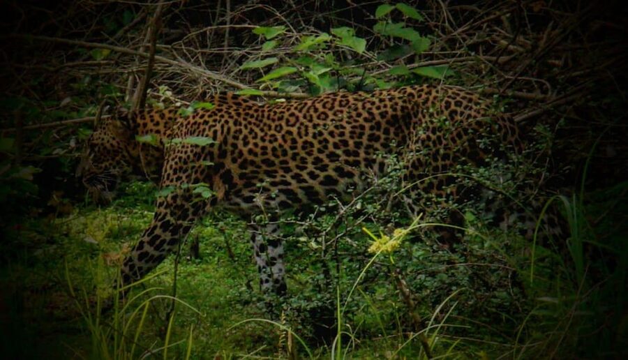 Wilpattu National Park: Morning or Afternoon Safari - Kudiramale Point, Pomparippu, and the villu areas