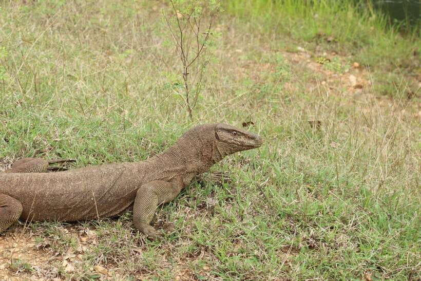 Wilpattu National Park: Morning or Afternoon Safari - What you might see, and what you might not