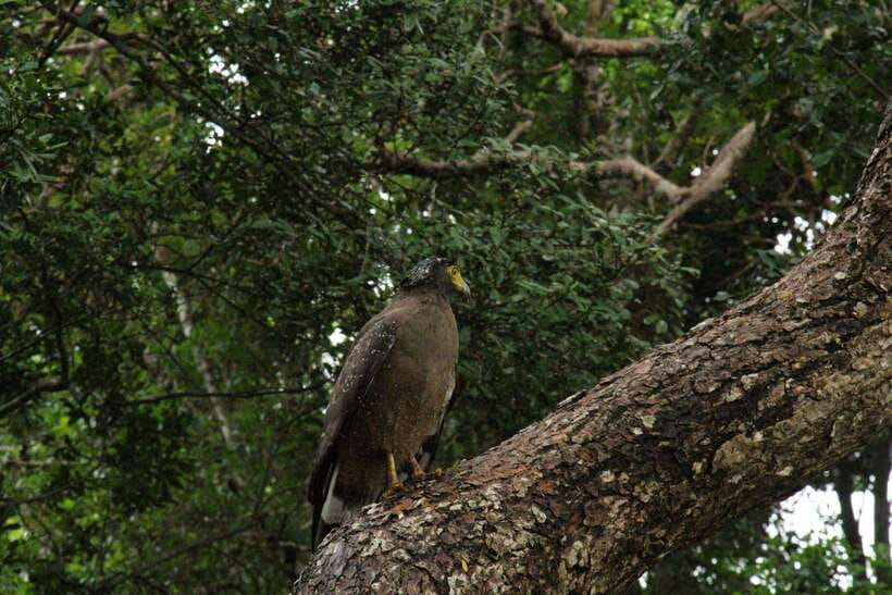 Wilpattu National Park: Morning or Afternoon Safari - The real cost: $35 is only the starting price