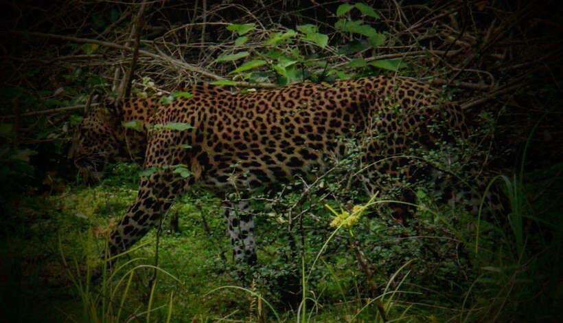 Wilpattu National Park: Morning or Afternoon Safari - Morning or afternoon: which works better for you?