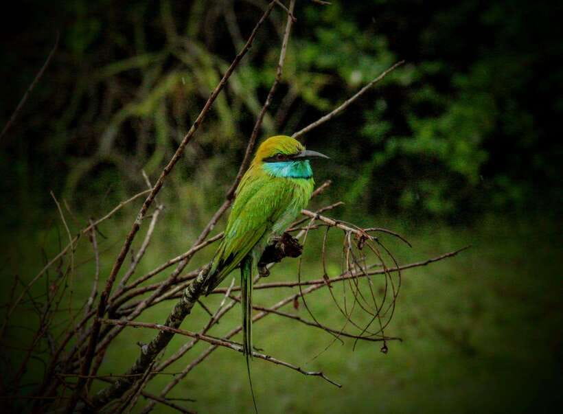 Wilpattu National Park: Morning or Afternoon Safari - Who will get the most from this safari?