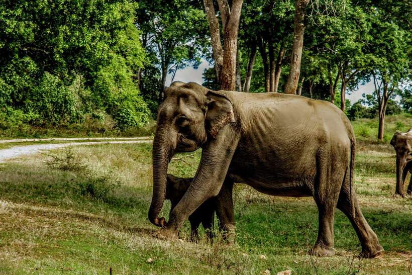 Wilpattu National park - Morning or Afternoon Safari - The $30 safari can cost about $67 before lunch