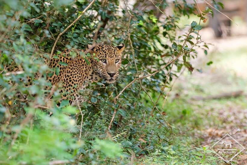 Wilpattu National Park Private Safari - Why Wilpattu Is Worth Your Time