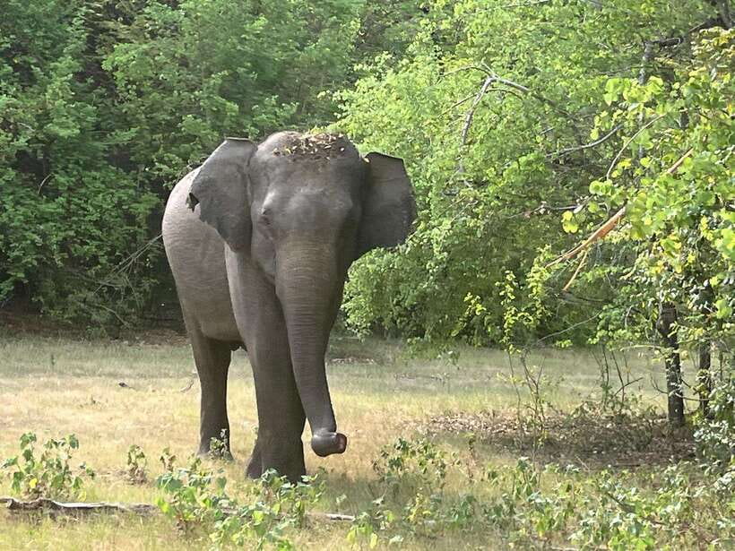 Wilpattu National Park Private Safari - What the Driver Adds to the Experience