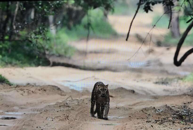 Wilpattu National Park Private Safari - How to Prepare for a Better Game Drive