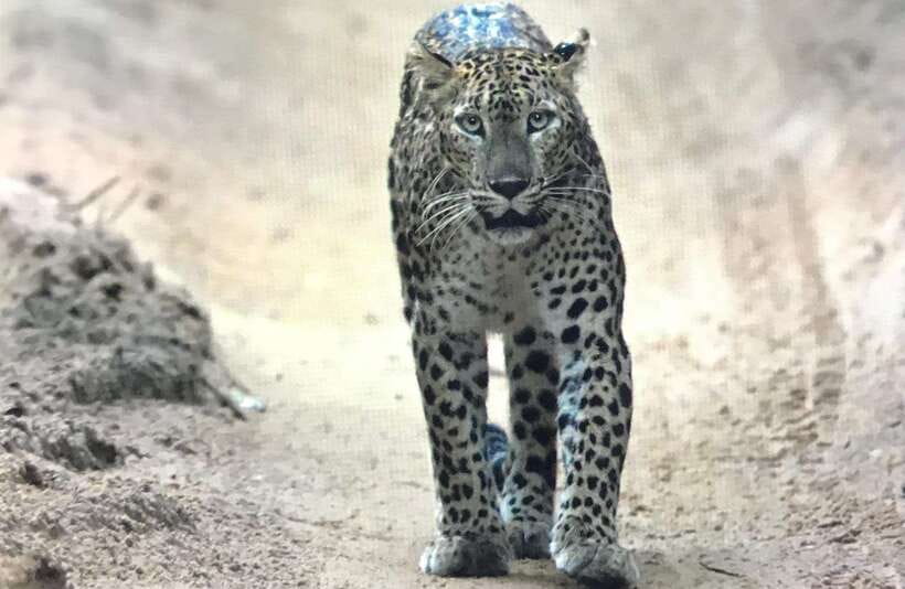 Wilpattu National Park Private Safari - Who Should Book This Wilpattu Safari?