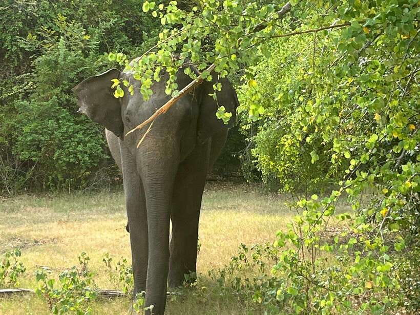 Wilpattu National Park Private Safari - Searching for Leopards, Bears, and Elephants