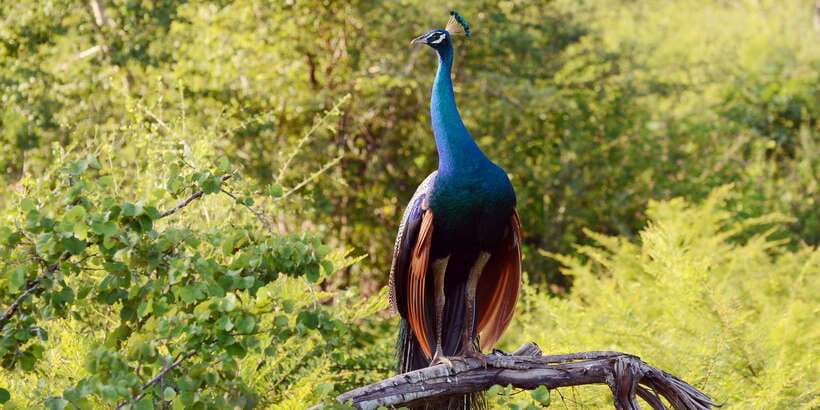 Wilpattu National Park Safari Tour from Colombo - Why Wilpattu makes a worthwhile long day