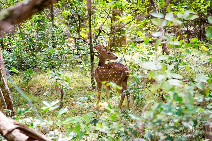Wilpattu National Park Safari Tour from Colombo - Lunch near Puttalam, with the bill on you