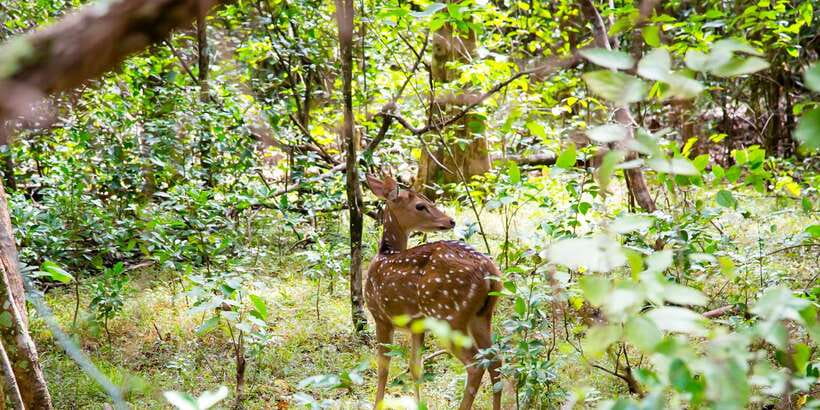 Wilpattu National Park Safari Tour from Colombo - The guides and drivers can shape the day