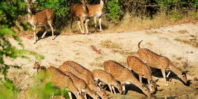 Wilpattu National Park Safari Tour from Colombo - The Colombo pickup and four-hour road journey