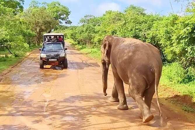 Wilpattu National Park Safari with Pigeon Island Tours - Key points to know before you book