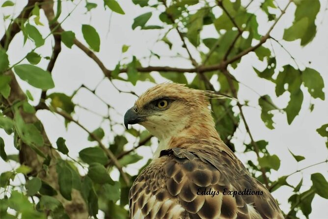 Wilpattu National Park Safari with Pigeon Island Tours - Wildlife you might see around the villus