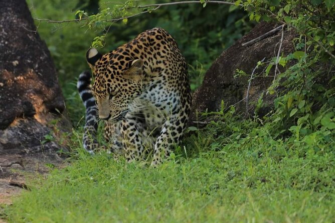 Wilpattu National Park Safari with Pigeon Island Tours - The main drawbacks to weigh