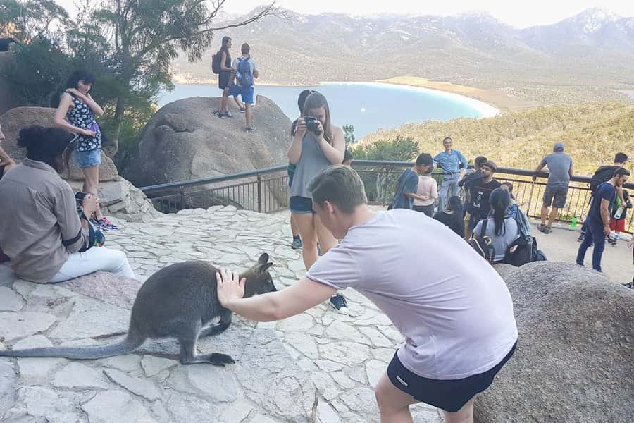 Wineglass Bay & Freycinet National Park Day Trip from Hobart - The climb to Wineglass Bay Lookout