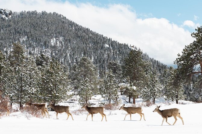Winter / Spring Private Rocky Mountain National Park Guided Tour - Is $175 per person a fair price?