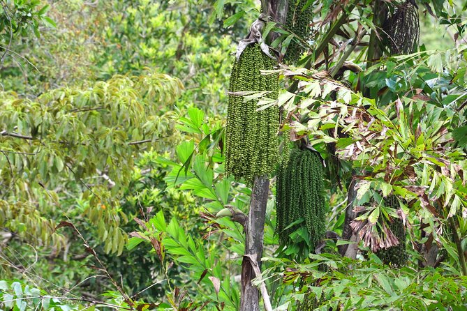 Wonders of Nui Chua National Park - Day Trek in Vinh Hy Bay - What the $86.52 price really covers