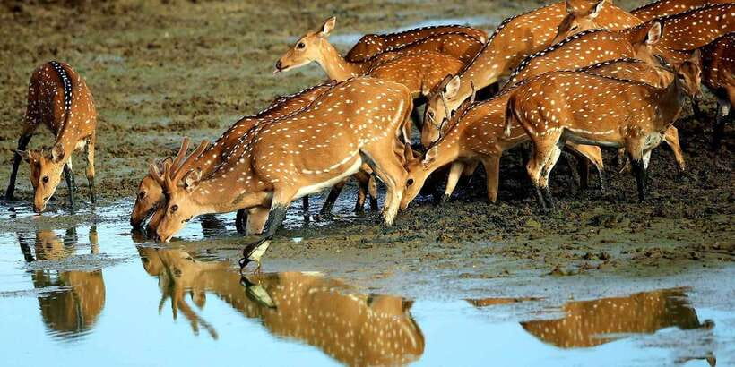 Yala: Morning or Afternoon All-inclusive Private Safari - Who will enjoy this safari most?
