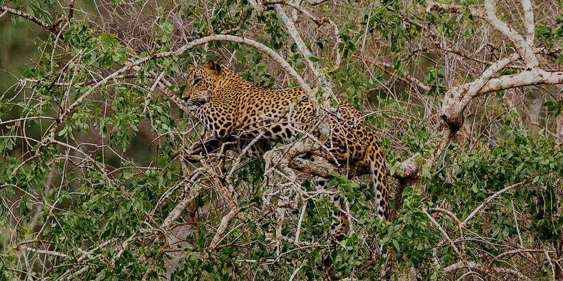 Yala: Morning or Afternoon All-inclusive Private Safari - Why Yala is worth your time