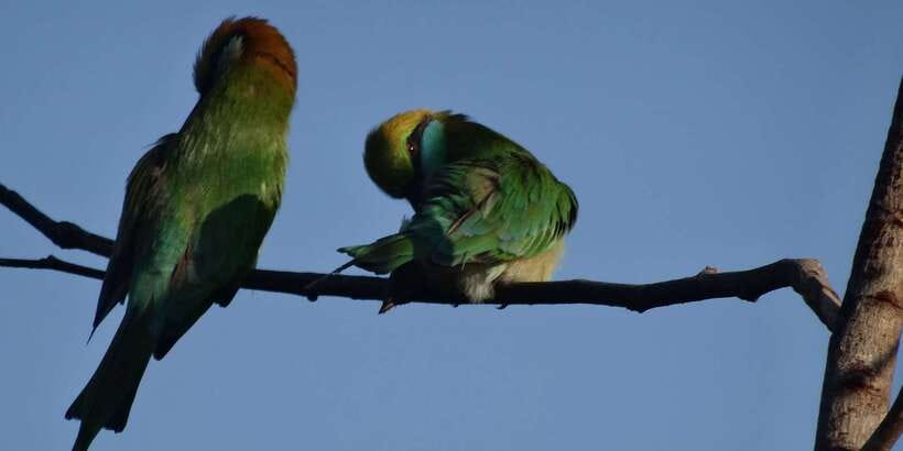 Yala: Morning or Afternoon All-inclusive Private Safari - What the park drive is like