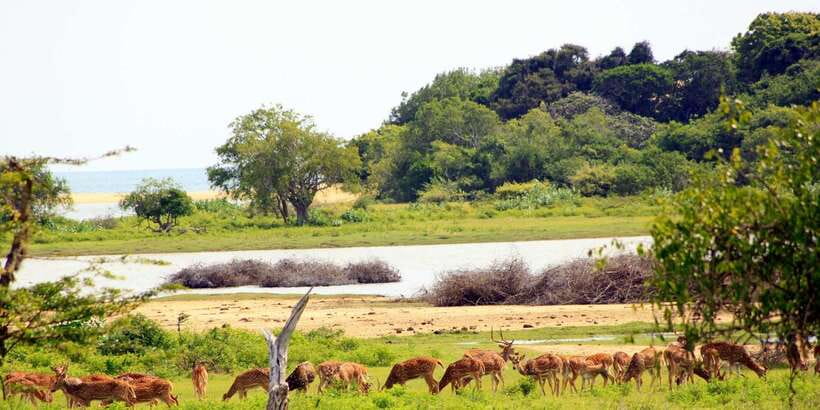 Yala: Morning or Afternoon All-inclusive Private Safari - Leopards, elephants, and the luck factor