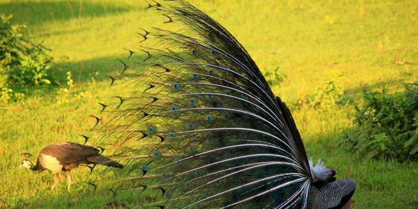 Yala: Morning or Afternoon All-inclusive Private Safari - Afternoon or morning: choosing your timing