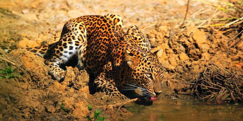 Yala: Morning or Afternoon All-inclusive Private Safari - Pickup from Yala, Tissamaharama, or Hambantota