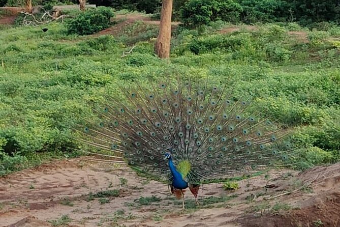 Yala National Park Full-Day Jeep Safari with Lunch - Is $250 good value?