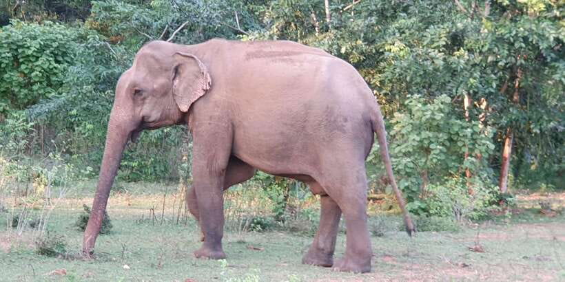 Yala National Park : Full Day Safari(04:30-18:00) - Key points at a glance