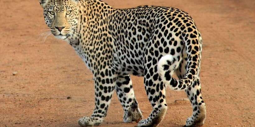 Yala National Park : Full Day Safari(04:30-18:00) - Booking tips for a smoother day