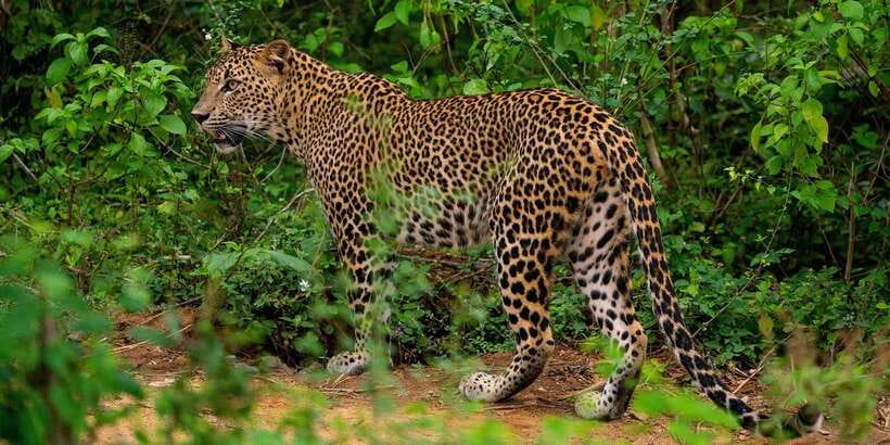 Yala National Park : Full Day Safari(04:30-18:00) - Entering Yala and settling into the jeep