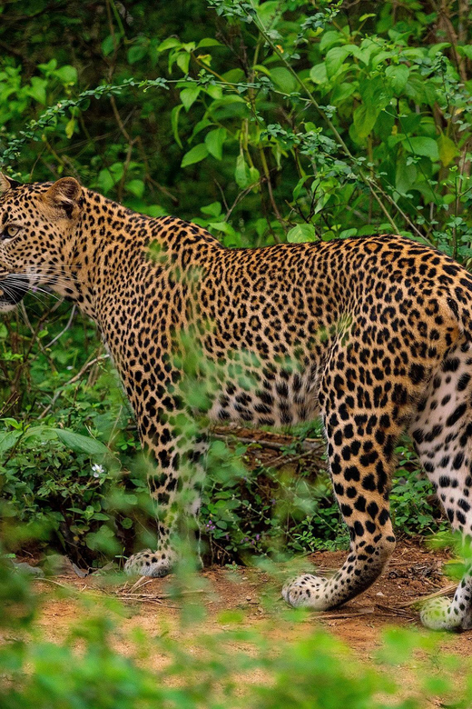 Yala National Park : Full Day Safari(04:30-18:00) - Elephants, deer, buffalo, jackals, and birds