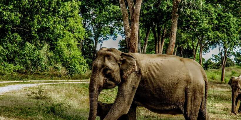 Yala National Park : Full Day Safari(04:30-18:00) - Who will enjoy this safari most