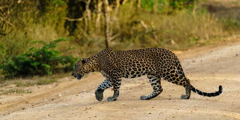 Yala National Park : Full Day Safari(04:30-18:00) - Starting before sunrise from five pickup towns