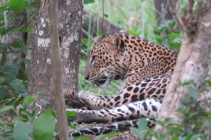 Yala National Park - Full Day Safari (04:30 am - 06:00 pm) - Why a full day in Yala can be worth it