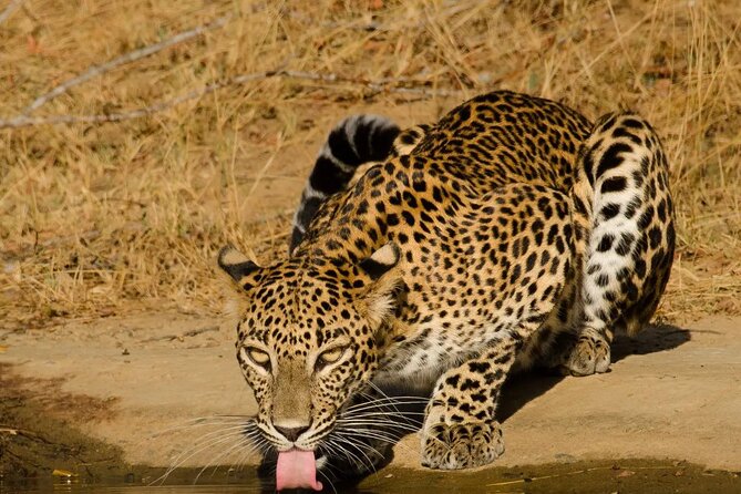 Yala National Park - Full Day Safari (04:30 am - 06:00 pm) - Leopards, elephants, and birdlife