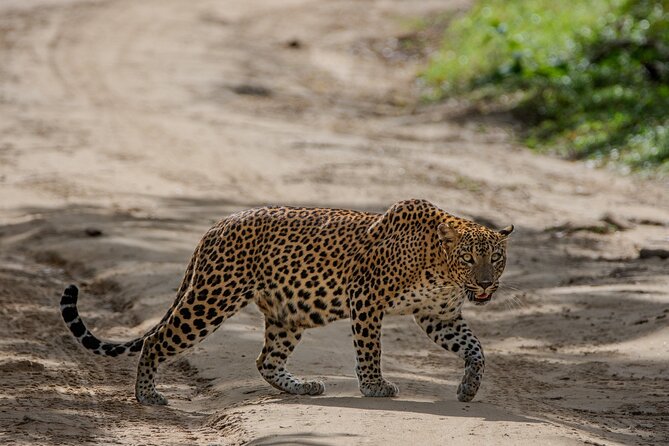 Yala National Park - Full Day Safari (04:30 am - 06:00 pm) - Breakfast, lunch, fruit, and water