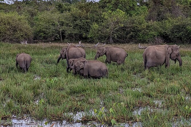 Yala National Park - Full Day Safari (04:30 am - 06:00 pm) - Is $99 a fair price?