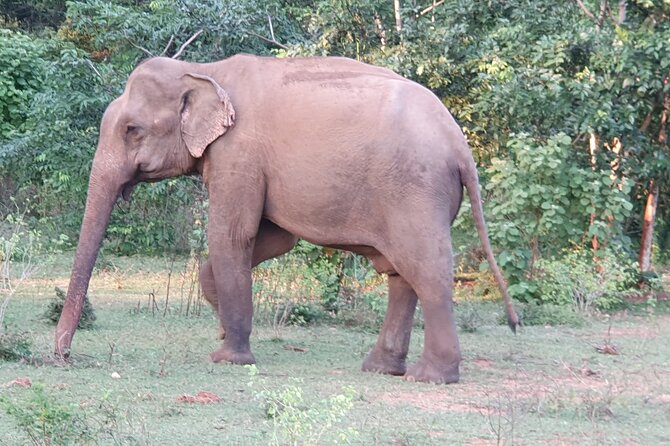 Yala National Park - Full Day Safari (04:30 am - 06:00 pm) - Who will enjoy this safari most?