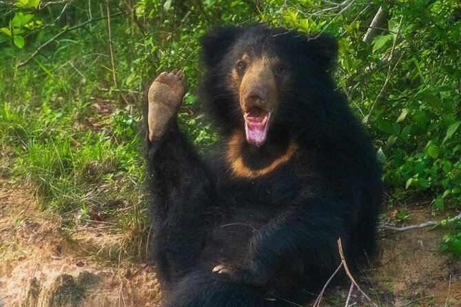 Yala National Park - Full Day Safari (04:30 am - 06:00 pm) - The 4:30 am pickup and early park entry